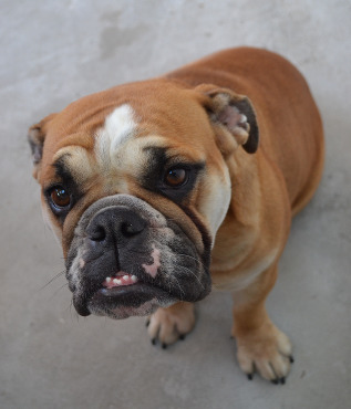 A photo of a beige pitbull with a black nose