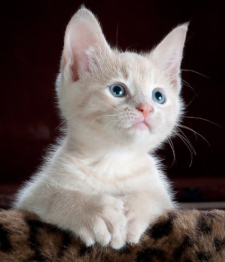 A photo of a white kitty